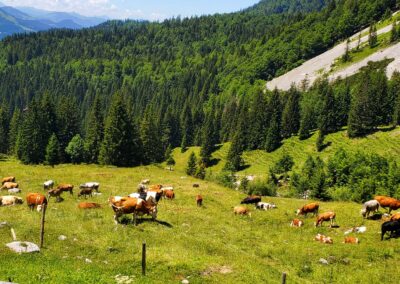 A Group Of Cows Grazing On A Grassy Hill