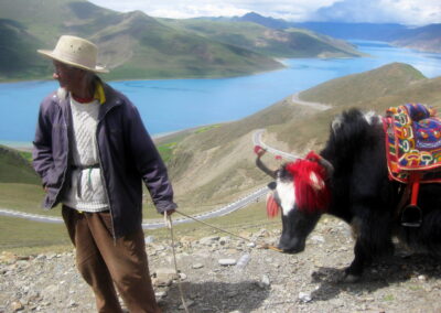 A Man With A Yak On A Mountain